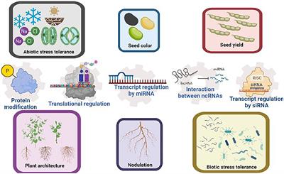 Using the Knowledge of Post-transcriptional Regulations to Guide Gene Selections for Molecular Breeding in Soybean